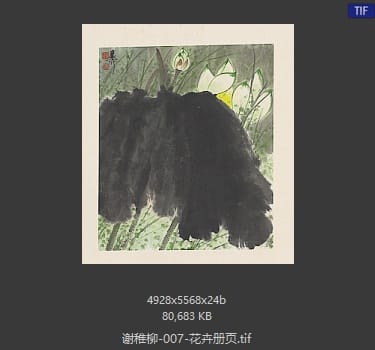 谢稚柳 花卉册页01
