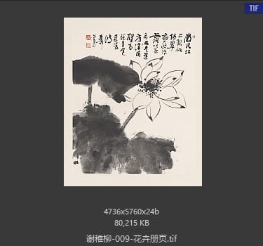 谢稚柳 花卉册页03