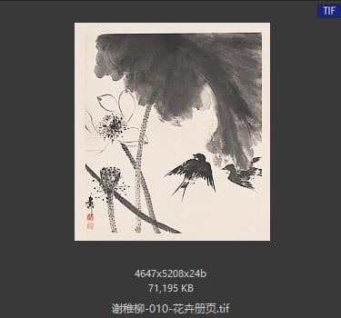 谢稚柳 花卉册页04