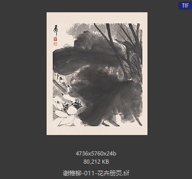 谢稚柳 花卉册页05