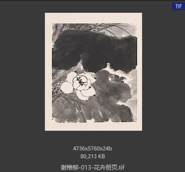 谢稚柳 花卉册页07