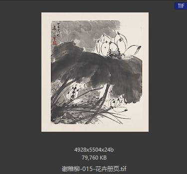 谢稚柳 花卉册页09