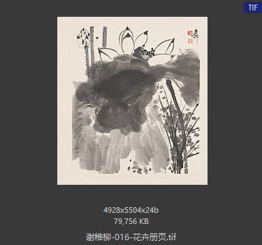 谢稚柳 花卉册页10