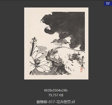 谢稚柳 花卉册页11