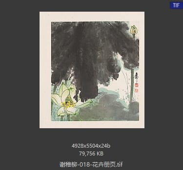 谢稚柳 花卉册页12