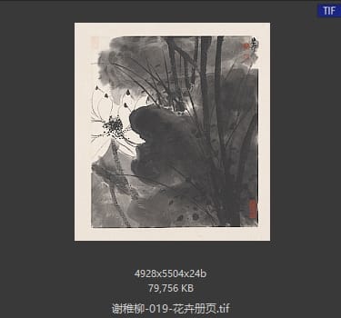 谢稚柳 花卉册页13