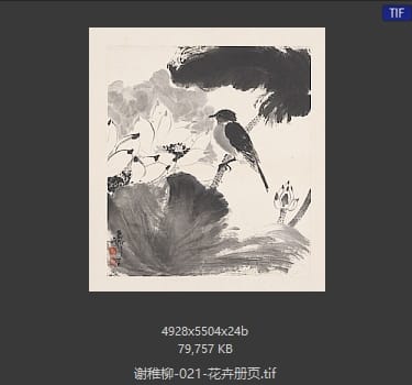 谢稚柳 花卉册页15