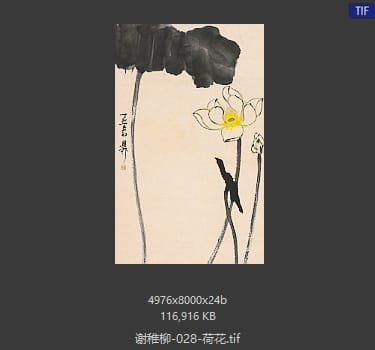 谢稚柳 荷花