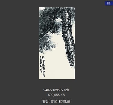 亚明 松树