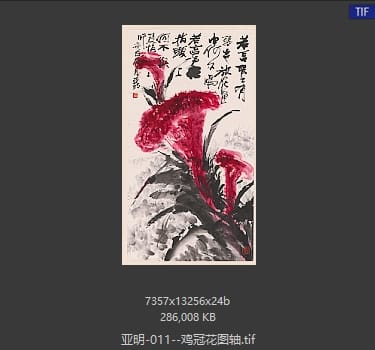 亚明 鸡冠花