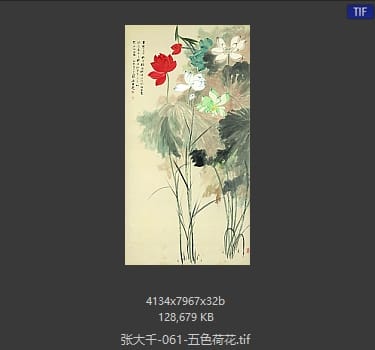 张大千 五色荷花