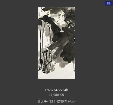 张大千 荷花系列14