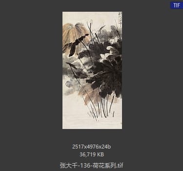 张大千 荷花系列16