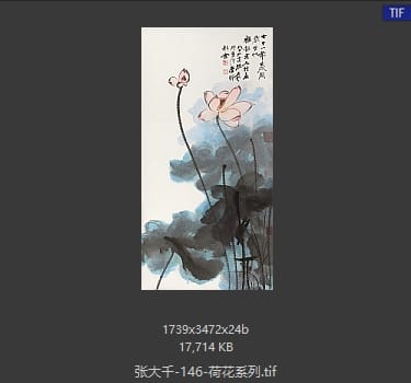 张大千 荷花系列26