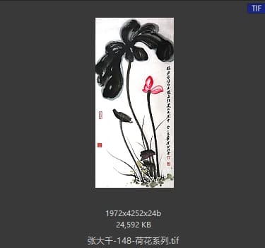 张大千 荷花系列28