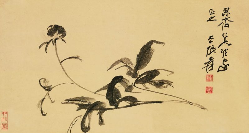 张大千 芍药