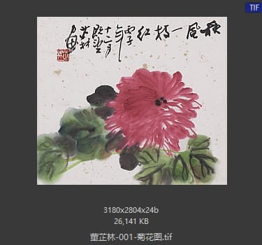 董芷林 菊花图