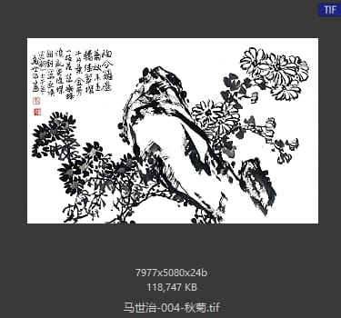 马世治 秋菊
