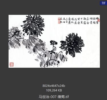 马世治 嫩菊