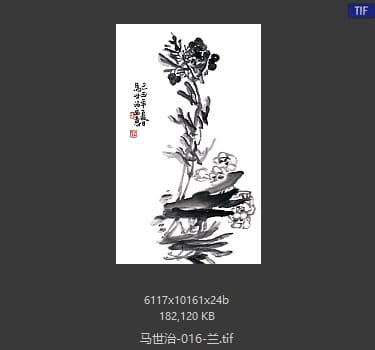 马世治 兰