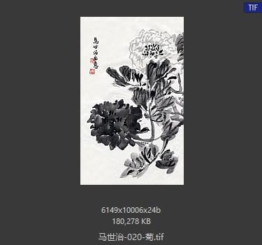 马世治 菊