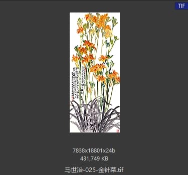 马世治 金针菜