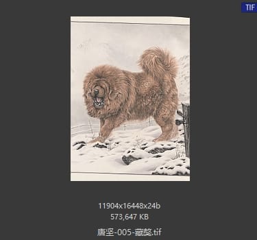 唐坚 藏獒