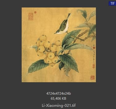 李晓明 临宋枇杷绣眼图