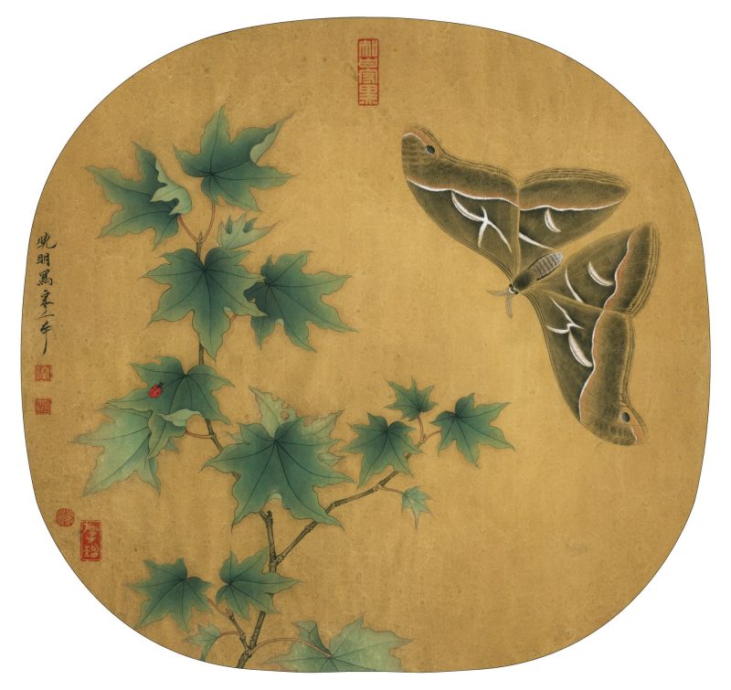 临宋青枫巨蝶图