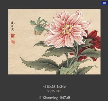 李晓明 临田世光大丽菊