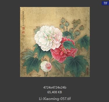 李晓明 双色芙蓉图