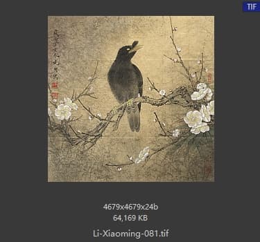 李晓明 梅花八哥图