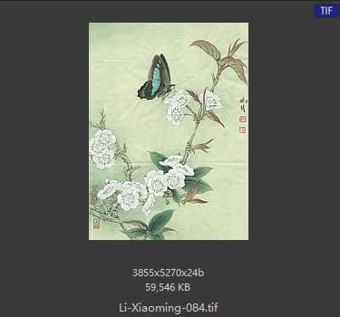 李晓明 梨花蛱蝶图