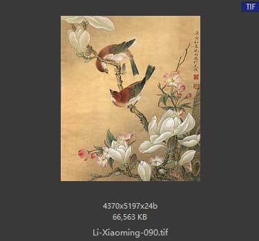 李晓明 玉兰山雀