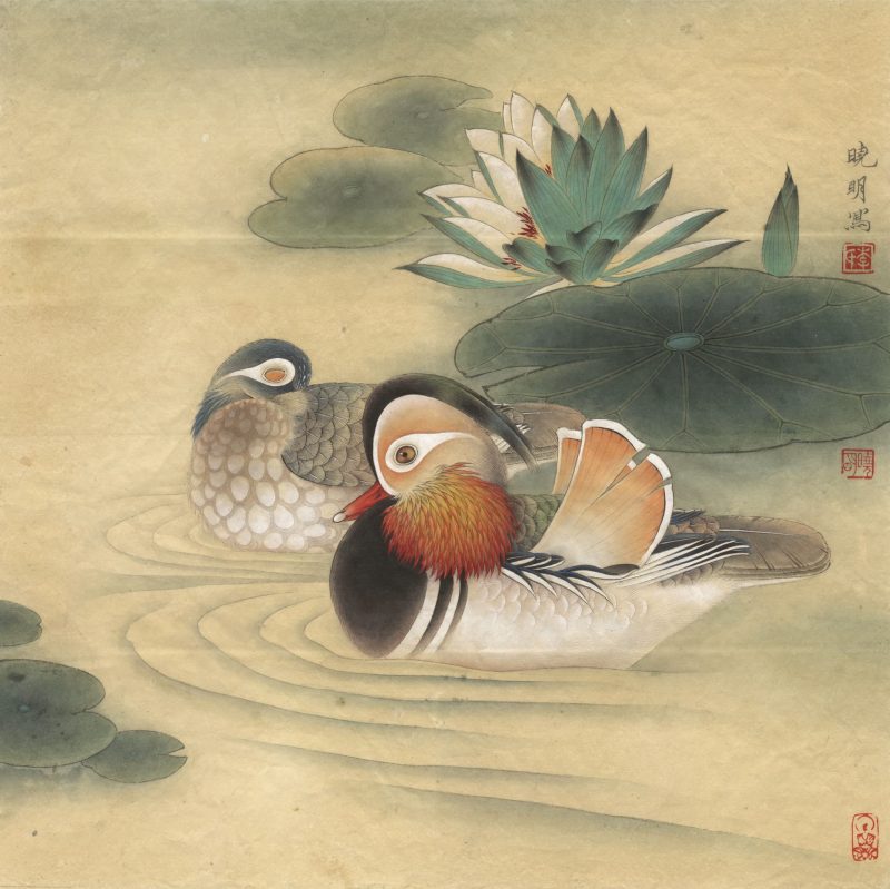 睡莲鸳鸯
