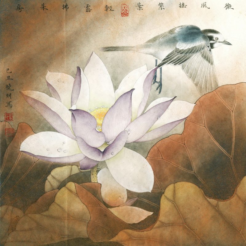 紫荷鹡鸰