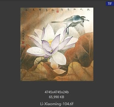 李晓明 紫荷鹡鸰