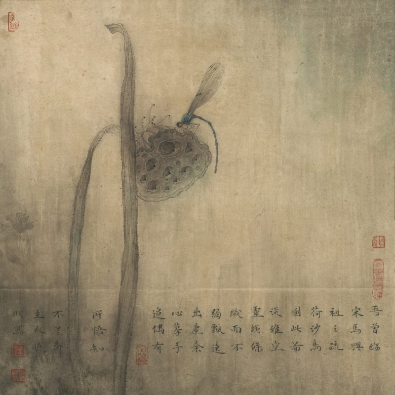 豆娘残荷图