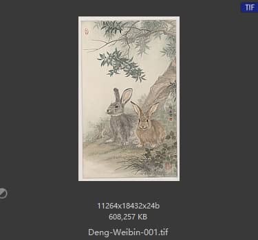 邓维彬 兔子 