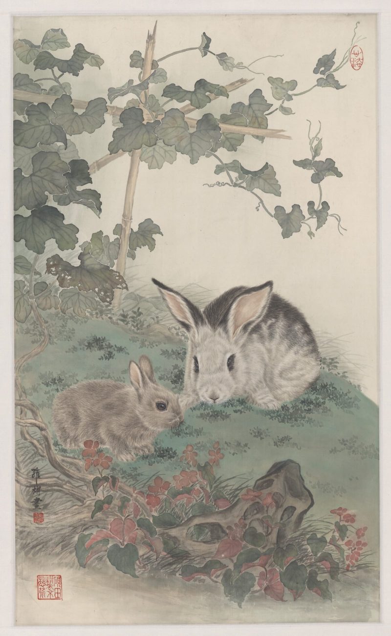 兔子