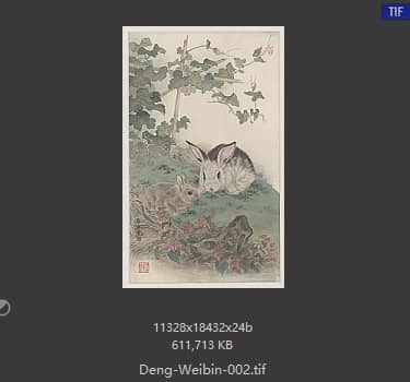 邓维彬 兔子 