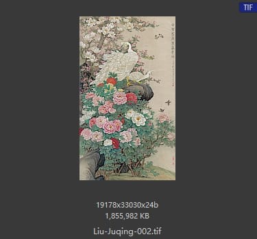 刘菊清 牡丹