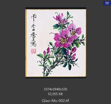 乔木 杜鹃花
