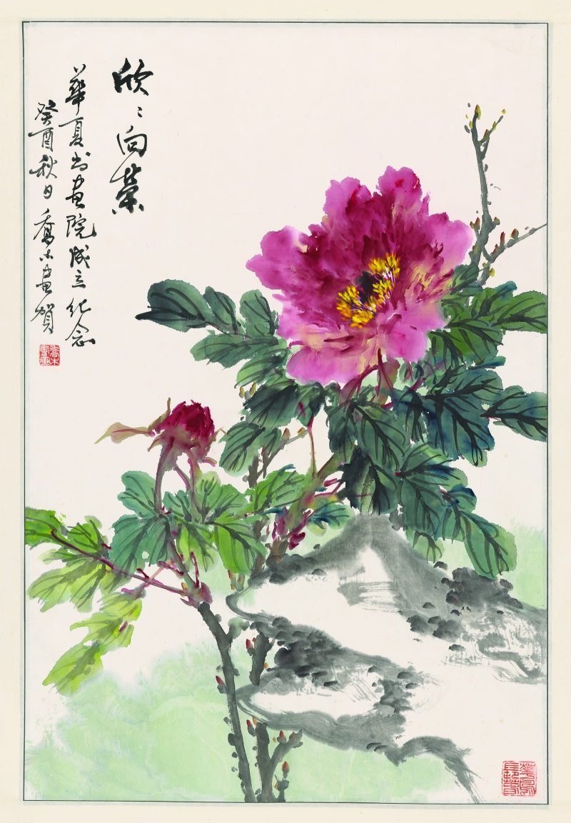 牡丹花