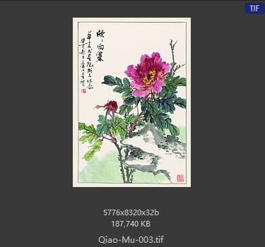 乔木 牡丹花