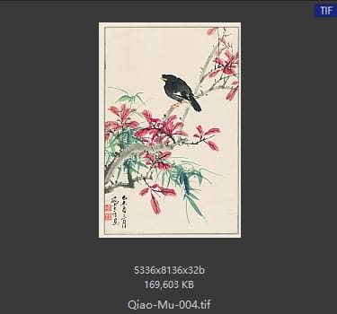 乔木 红枫小鸟