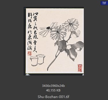 舒伯展 墨菊